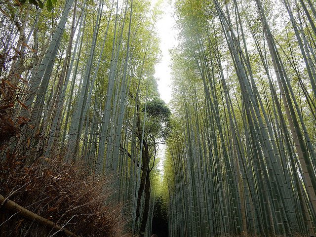 arashiyama - marceline smith