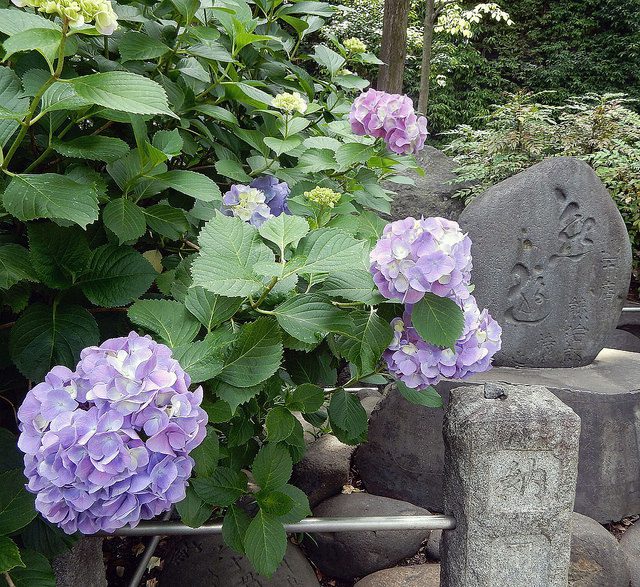 Japan flowers - marcelinesmith