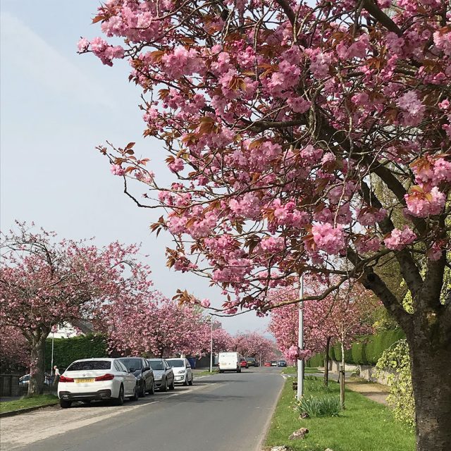 blossom in Helensburgh