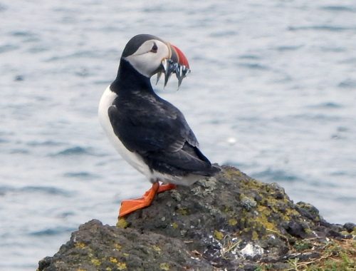 Puffin Trip to the Isle of May