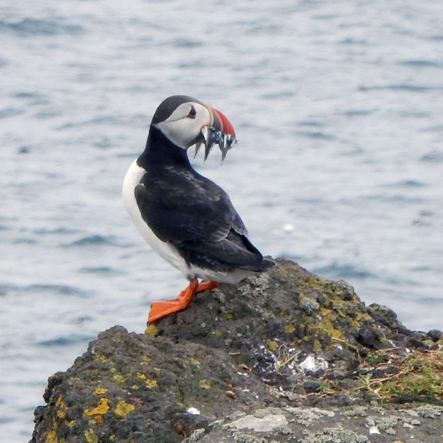 Puffin Trip to the Isle of May