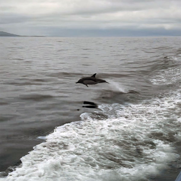 dolphins near the isle of mull