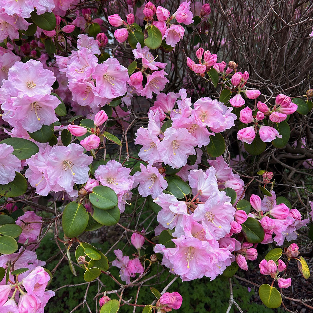 spring flowers