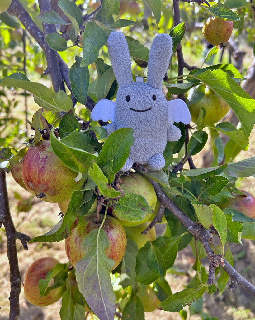 Angel Bunny