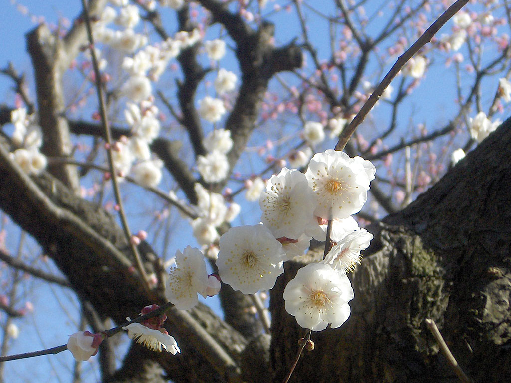 Seasonal Flowers in Japan