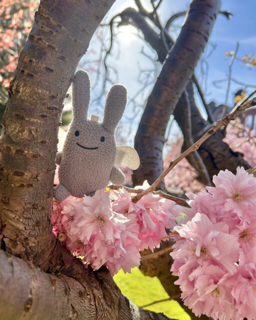 Angel Bunny and cherry blossom in Helensburgh