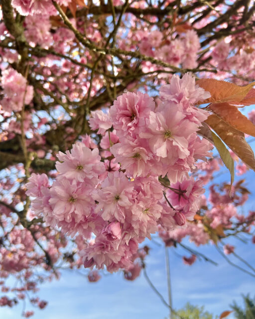 cherry blossom in Helensburgh