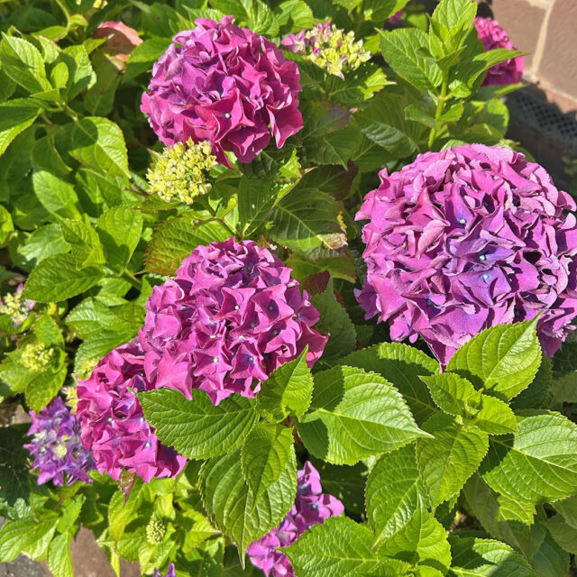 hydrangeas