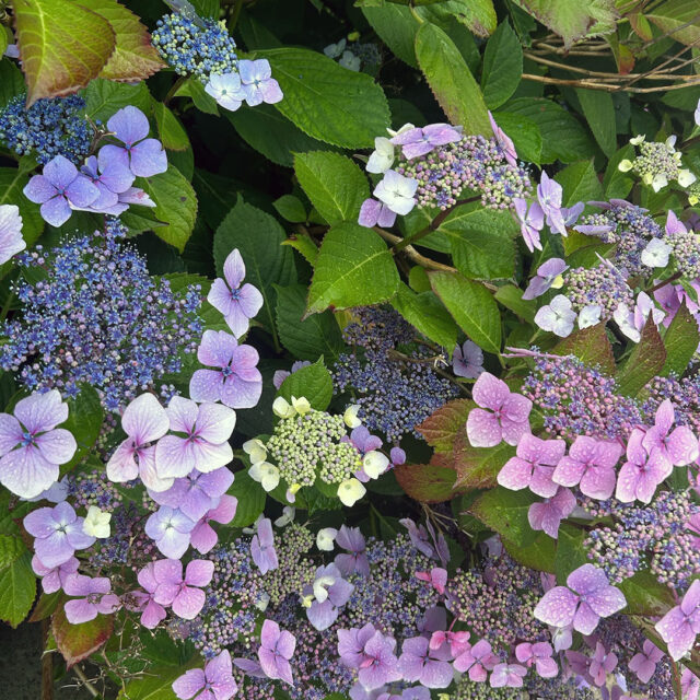 hydrangeas