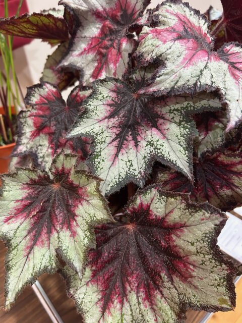 Flower & Vegetable Show